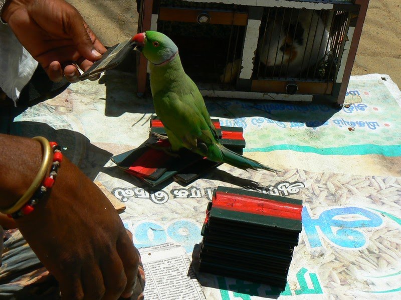 Parrot